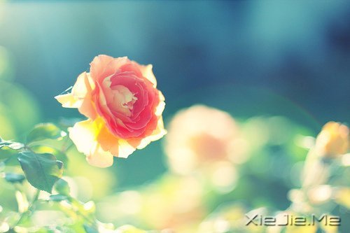 ��һ�����ɣ�ȥ�������� (9)