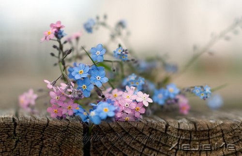 ������;���߹���֪��ǳ (4)