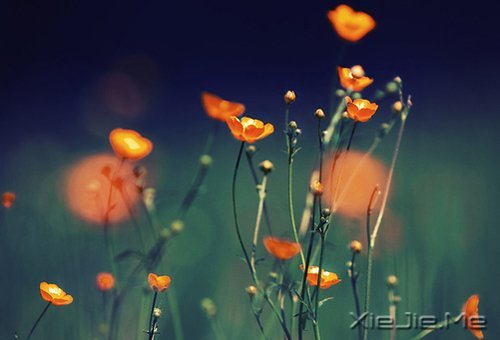 ��������ĸ��ӣ���������Թ� (6)