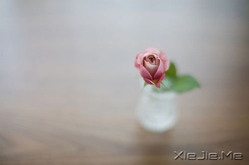 早安心语:若要梦想实现,先从梦中醒来 (4)