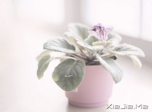 早安心语:这世上只有一个你 (1)