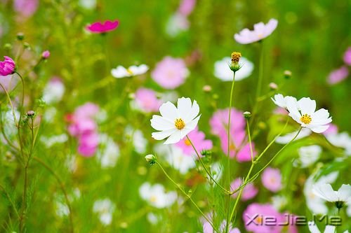 �簲���ֻҪ�����ߣ��ܻῴ������ (4)