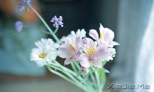 晚安心语:人生活的是经历,幸福总是在路上 (2)