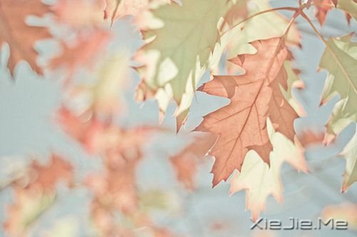 早安心语:不要为了任何人任何事折磨自己 (3)