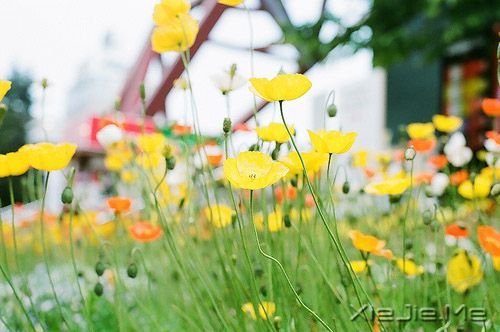 ��������Щ�򵥵�С�Ҹ� (4)